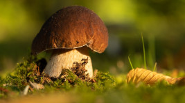 houba1 mushroom-6607410 1280